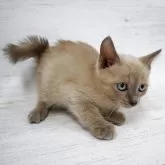 トイボブ【長野県・男の子・2025年9月1日・ブルーミンク】の写真5「スタンダードに沿った綺麗な子です。」