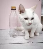 トイボブ【長野県・男の子・2025年4月9日・レッドポイント】の写真6