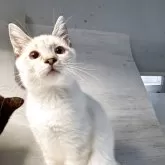 トイボブ【長野県・女の子・2025年4月9日・シールリンクスタビー】の写真6「ものすごく綺麗な顔です。」