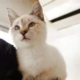 トイボブ【長野県・男の子・2025年4月9日・シールリンクスポイント】の写真7