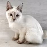 トイボブ【長野県・女の子・2025年4月9日・シールリンクスタビー】の写真7「とても可愛いです。」