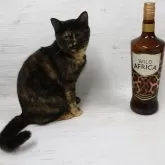 トイボブ【長野県・女の子・2025年3月1日・トルティー】の写真9「丸い可愛い顔です。体が小さいです。」