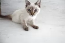 トイボブ【長野県・男の子・2025年6月13日・リンクスポイント】の写真9