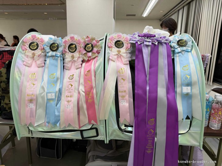 トチコウブリーダーのブログ：WCF 10.18/19大阪キャットショー