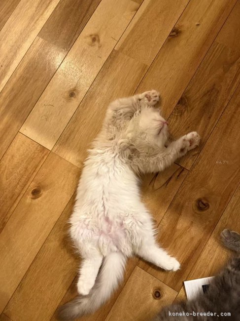 トチコウブリーダーのブログ：子猫達の寝相