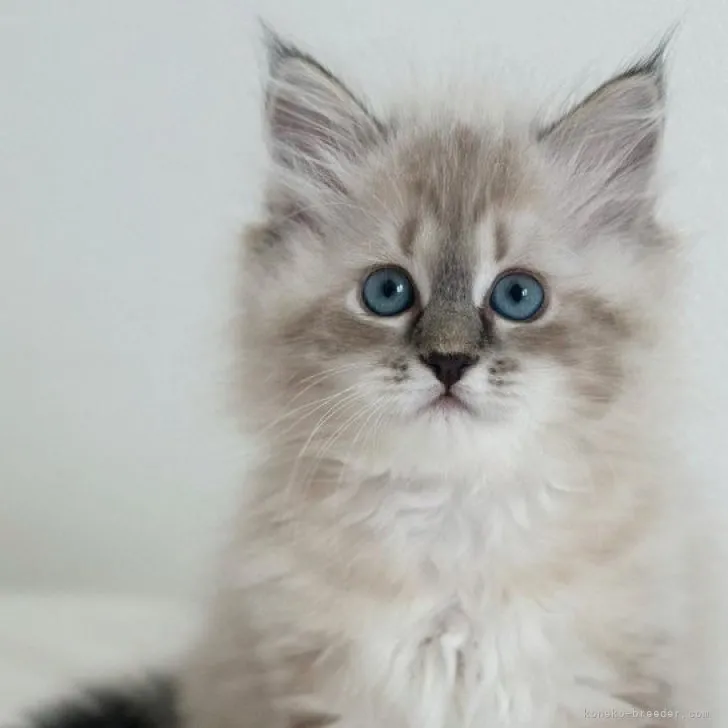 ID:2305-01035の子猫