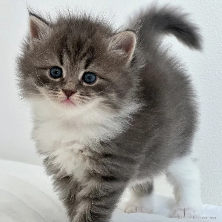 ID:2307-02992の子猫