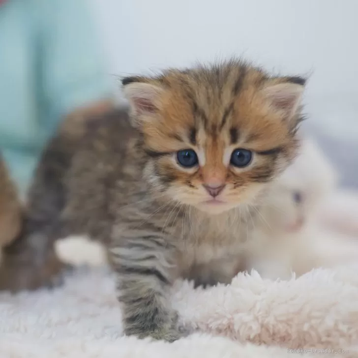 ID：2408-00694の子猫