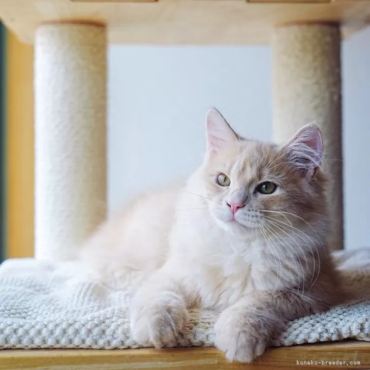 ID:2406-01138の子猫