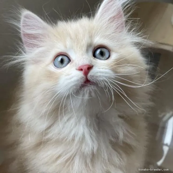 ID：2210-01073の子猫