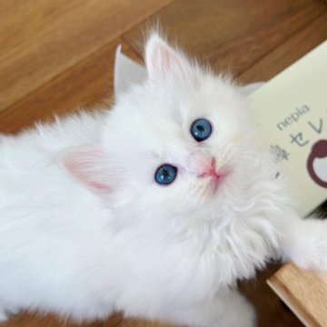 サイベリアン【埼玉県・女の子・2023年4月22日・ホワイト】の写真「とっても人懐っこい女の子です」