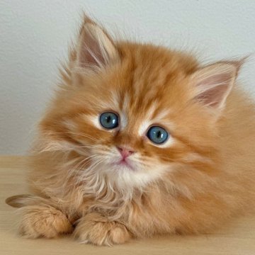 サイベリアン【埼玉県・男の子・2023年11月4日・レッドタビー】の写真「おめめくりくり♪ パパ外産です」