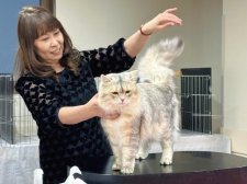 サイベリアン【・男の子・2021年10月31日・バイメタル】