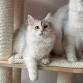 サイベリアン【埼玉県・女の子・2025年5月5日・バイメタル】の写真8