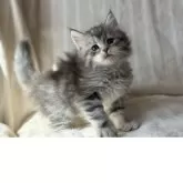 サイベリアン【埼玉県・男の子・2025年5月5日・ブルーシルバータビー】の写真10