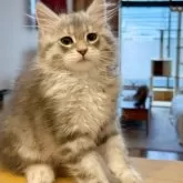 サイベリアン【埼玉県・男の子・2025年5月5日・ブルーシルバータビー】の写真8