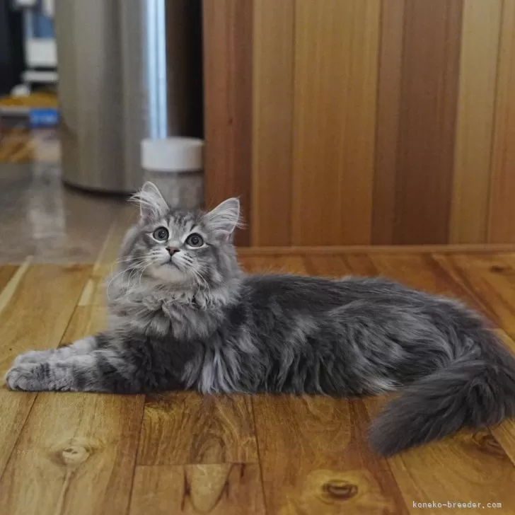 ID：2410-01820の子猫