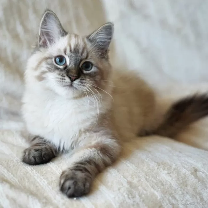 サイベリアン【埼玉県・男の子・2025年9月25日・シールリンクスポイント】の写真1