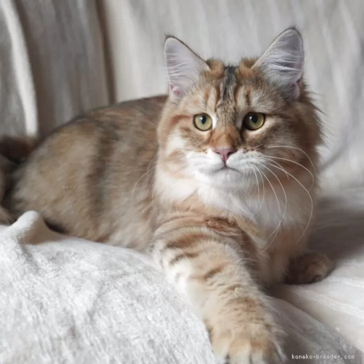 ID：2509-02660の子猫