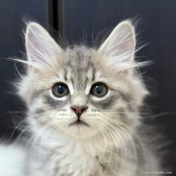 ID:2508-02501の子猫