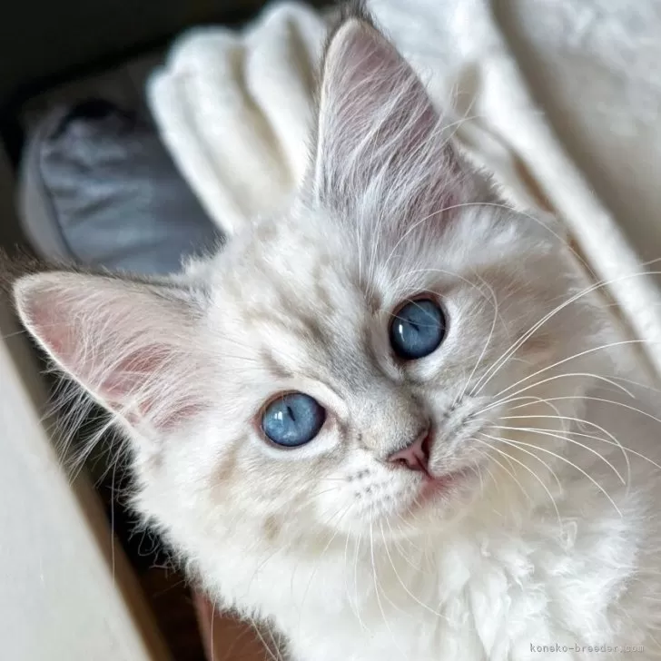 ID:2507-01583の子猫
