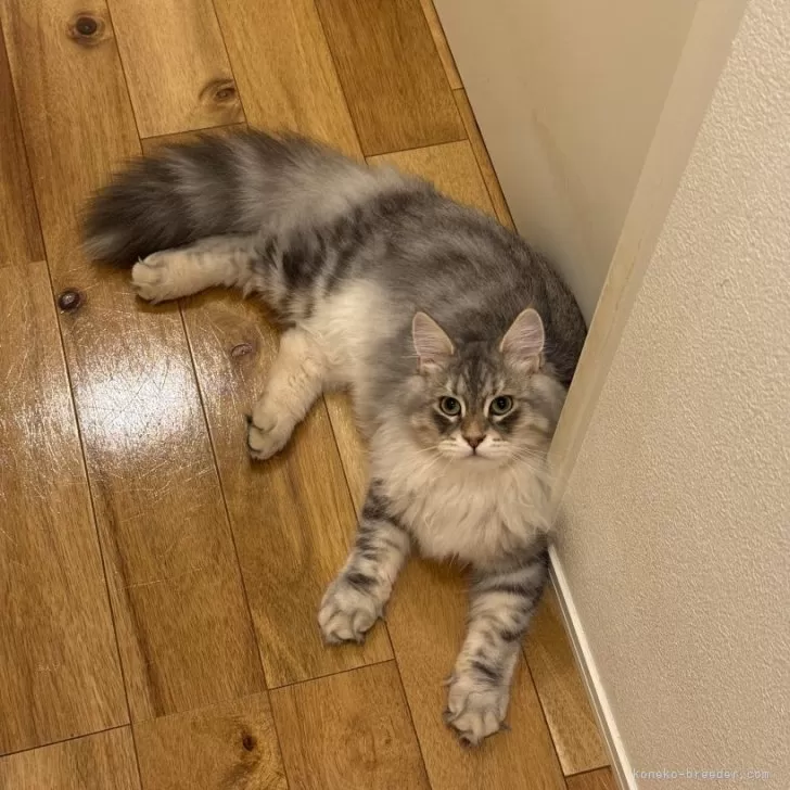 サイベリアン【埼玉県・男の子・2025年5月5日・ブルーシルバータビー】の写真1