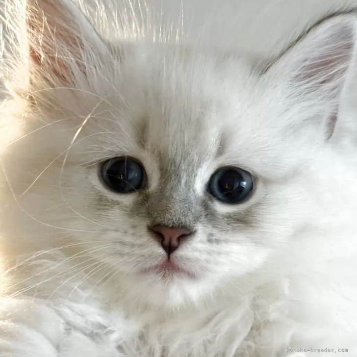 ID:2506-01229の子猫