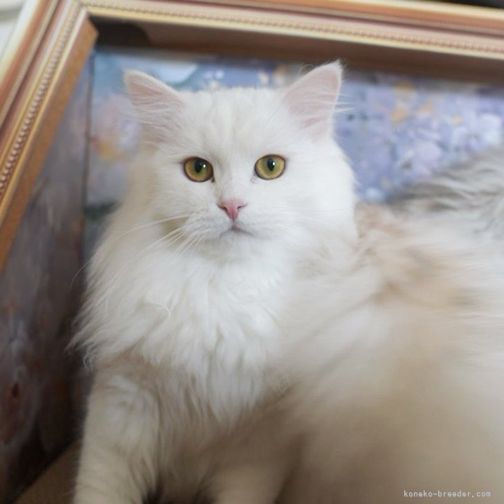 にゃぁちゃん 様のお迎えした子猫