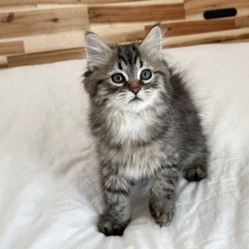 サイベリアン【埼玉県・男の子・2025年9月25日・ブラウンタビー】の写真「両親外産、チャンピオン血統💎」