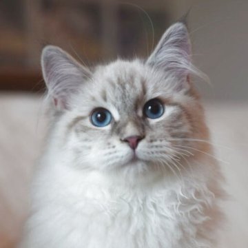 サイベリアン【埼玉県・女の子・2025年7月4日・ブルーリンクスポイントタビー】の写真「両親外産、珍しい大型タイプ」