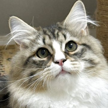 サイベリアン【埼玉県・男の子・2025年7月1日・ブラウンタビー&ホワイト】の写真「世界チャンピオン血統🌍、大人しい男の子」