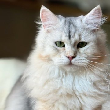 サイベリアン【埼玉県・女の子・2025年5月5日・バイメタル】の写真「フワフワ珍しいバイメタル女の子」