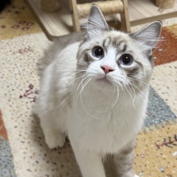 サイベリアン【埼玉県・男の子・2025年5月21日・シールリンクポイントタビー&ホワイト】の写真「元気いっぱい綺麗な青い目の男の子、両親外産」