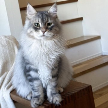 サイベリアン【埼玉県・男の子・2025年5月5日・ブルーシルバータビー】の写真「見た目はかっこいいけど、とても優しい男の子💖」