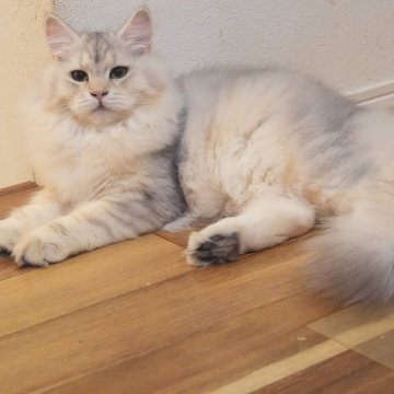 サイベリアン【埼玉県・女の子・2025年5月5日・バイメタル】の写真「フワフワ珍しいバイメタル女の子」