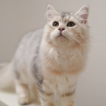 サイベリアン【埼玉県・女の子・2025年5月5日・バイメタル】の写真「人懐こい女の子、とても珍しい色、避妊手術済み」