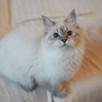 サイベリアン【埼玉県・女の子・2025年4月23日・リールリンクスポイントタビー】の写真「深いブルーの瞳🩵チャンピオン血統 とても甘えん坊」