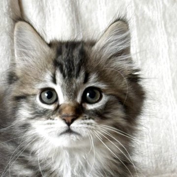 サイベリアン【埼玉県・男の子・2025年9月25日・ブラウンタビー】の写真「両親外産、チャンピオン血統💎」