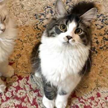 サイベリアン【埼玉県・男の子・2025年5月21日・ブラウンタビー&ホワイト】の写真「両親外産、チャンピオン血統、元気な男の子」