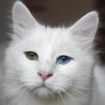 サイベリアン【埼玉県・男の子・2025年3月13日・ホワイト】の写真「おとなしい男の子」