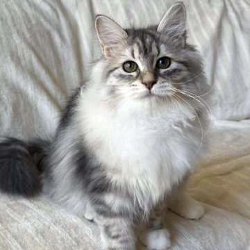 サイベリアン【埼玉県・女の子・2025年7月1日・ブルーシルバータビー&ホワイト】の写真「チャンピオン血統、 外で散歩できます、人懐っこい」