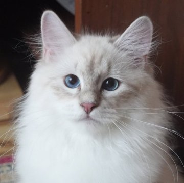 サイベリアン【埼玉県・男の子・2025年7月1日・ブルーリンクスポイントタビー】の写真「世界チャンピオン血統🏆フワフワ男の子」