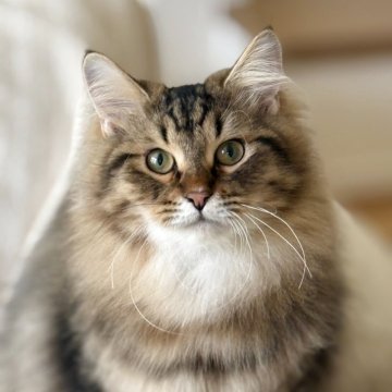 サイベリアン【埼玉県・男の子・2025年4月1日・ブラウンタビー】の写真「とても人懐こい男の子」