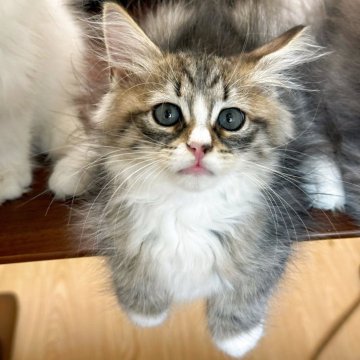 サイベリアン【埼玉県・男の子・2025年7月2日・ブラウンタビー&ホワイト】の写真「世界チャンピオン血統🌍、血統いっぱい男の子」