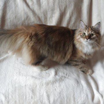 サイベリアン【埼玉県・女の子・2025年4月1日・キャリコタビー】の写真「元気いっぱい女の子」