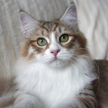 サイベリアン【埼玉県・男の子・2025年4月2日・ゴールデンタビー&ホワイト】の写真「可愛いハチワレ」