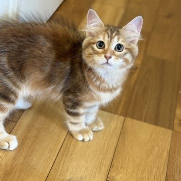 サイベリアン【埼玉県・女の子・2025年4月1日・ゴールデントービー】の写真「両親外産　とても活発な女の子」