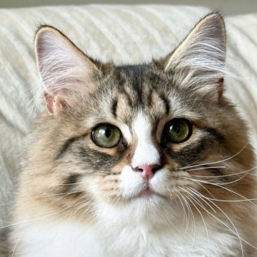 サイベリアン【埼玉県・男の子・2025年7月1日・ブラウンタビー&ホワイト】の写真「世界チャンピオン血統🌍、とても人懐こい、大人しい」