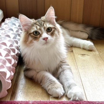 サイベリアン【埼玉県・男の子・2025年4月2日・ゴールデンタビー&ホワイト】の写真「可愛いハチワレ」