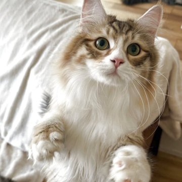 サイベリアン【埼玉県・男の子・2025年4月2日・ゴールデンタビー&ホワイト】の写真「可愛いハチワレ、人懐こい、抱っこ大好き」